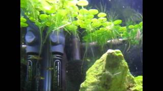 15 gallon Planted Tank  Dwarf Gourami Galaxy Rasboras Hengeli Rasboras [upl. by Kelsey]