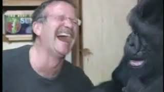 Robin Williams Visits Koko The Gorilla [upl. by Kelula]