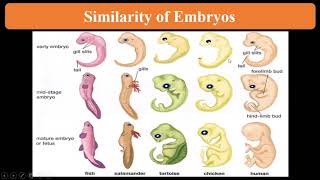 Evidences of organic Evolution from comparative embryology [upl. by Anelra]