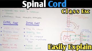 Spinal Cord Structure And Functions  Class 12 Biology [upl. by Assilim254]