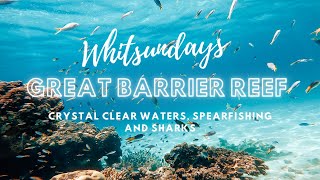 SPEARFISHING GREAT BARRIER REEF WHITSUNDAYS SHARKS [upl. by Aketahs]