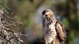 Broadwinged Hawk [upl. by Nida]