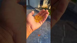 Giving Fish Capsule to Roosters 💊aseel youtubeshorts aseellovers [upl. by Oryaj]