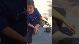 Dapat anak burung kecil funnyvideo meme memesdaily viral fyp funny shorts [upl. by Aivatal]