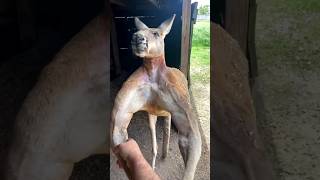 Kangaroos Secret They Cant Fart [upl. by Josias411]