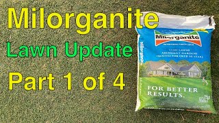 MILORGANITE BEFORE and AFTER Lawn Care Update  Part 1 of 4 [upl. by Ilojna]