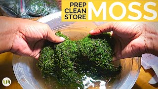 Preparing cleaning and storing moss for terrarium and other botanical projects [upl. by Marb]