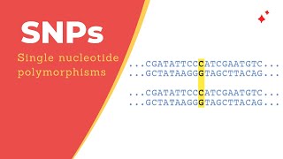 Single Nucleotide Polymorphisms SNPs [upl. by Ranita383]