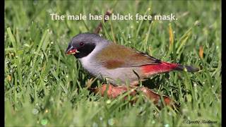 The Swee Waxbills diet and foraging methods [upl. by Trixy796]