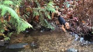 Darwyn Welsh Terriers love exploring the stream [upl. by Ilrac]