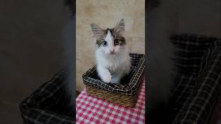 fluffy cat with two different eye colors 😍 [upl. by Rocca153]