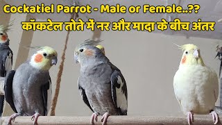 Cockatiel Parrot  Difference between male and female cockatiel parrot [upl. by Eisnyl]