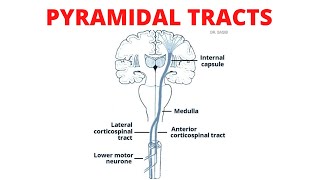 Pyramidal Tract  Lateral and Anterior Corticospinal Tracts [upl. by Nyl296]