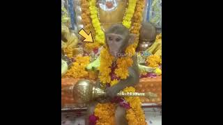 😲ஜெய் ஹனுமான்😲 Monkey at temple factsintamil amazingfacts touchfacts shorts [upl. by Duester]