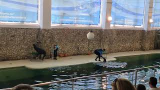 Sea Lions show  27082022  Delfinariu Constanta [upl. by Ainek]