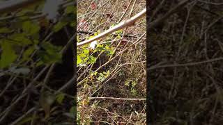 Chickasawhatchee WMA buck recovery video [upl. by Amble]