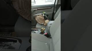 Canada Goose Rescue Escapes From The Backseat goose birds shorts [upl. by Nue]