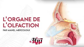 HISTOLOGIE lorgane de lolfaction Par Manel Merzougui [upl. by Byrdie]