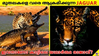 JAGUARThe True King Of The Jungle  How Can It Kill A Crocodile  Facts Malayalam  47 ARENA [upl. by Fuhrman]