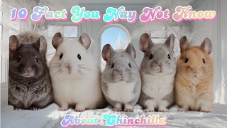 10 Rare Chinchilla Facts You Wont Believe  The Ultimate Guide to Chinchilla Care [upl. by Keifer]