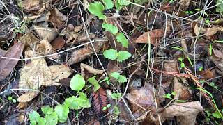 yerba buena  the medicinal wild mint [upl. by Wack]