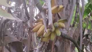 Banana bunch ripen after tree damaged by strong wind amp home grown taste test [upl. by Fachini112]