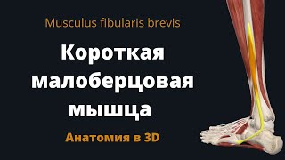 Короткая малоберцовая мышца Musculus fibularis brevis Анатомия в 3D [upl. by Aracat264]