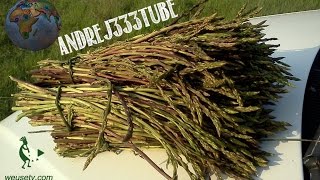 Asparagi selvatici  Coltivazione naturale spontanea stile Fukuoka [upl. by Narhem]