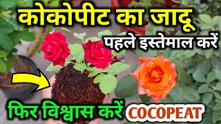 COCOPEAT का पौधे पर 7 अद्भुत फायदेCocopeat makingBenefits amp uses of cocopeat for plants कोकोपीट [upl. by Lat]