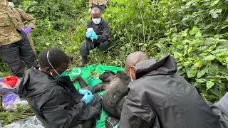 Gorilla Doctors  World Gorilla Day 2024 [upl. by Demah]