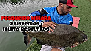 PESQUEIRO MIHARA 2024  Dois sistemas de sucesso [upl. by Hort]