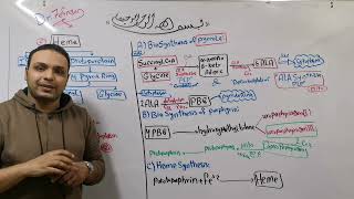 Heme synthesis amp Porphoria part1 علاج بنها [upl. by Alake495]