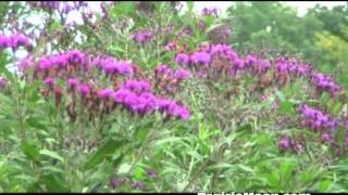 Ironweed Vernonia fasciculata [upl. by Arlen991]