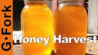 How to Harvest Honey  Beekeeping 101  GardenFork [upl. by Adur]