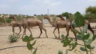 camel videos  camel walking  camel surviver in thar deserts camel camellife camelsound [upl. by Ecirum]