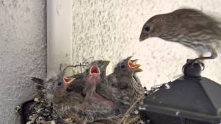 Backyard Bird Watching House Finch Nest 5 Weeks Complete Documentary [upl. by Bouzoun]