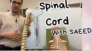 Spinal Cord Vertebral Column Spinal Nerves [upl. by Ramyar]