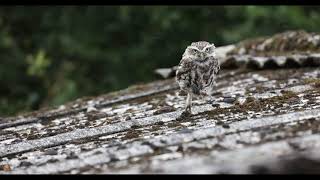 Little Owls Running Slow Motion 4K [upl. by Calabrese]