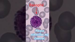 Basophil  pathologyclass  mltclass  youtubeshorts  dcofwbc  blood bloodsmear [upl. by Aicina341]