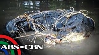 Giant crocodile caught under a house in Palawan [upl. by Latrice]