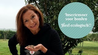 Insecten voor de hond  gezond en ecologisch  check it out in Mar10 minuutjesinsecteneten [upl. by Branscum]