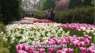 Keukenhof in volle bloei [upl. by Leith]