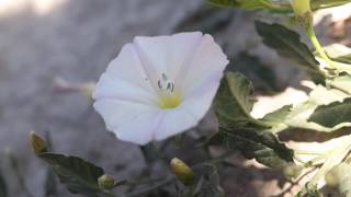 FIELD BINDWEED Convolvulus arvensis [upl. by Ecinnaj]