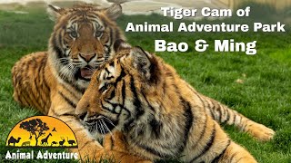 Tiger Cam of Animal Adventure Bao amp Ming [upl. by Klusek]