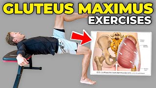 4 Gluteus Maximus Strengthening Exercises [upl. by Nelav]