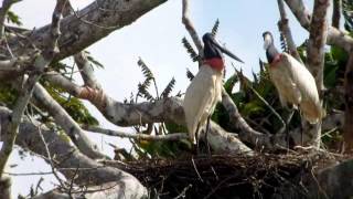 Jabiru Jabiru mycteria Costa Rica [upl. by Aiuqenehs]