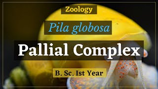 Pallial complex of Pila globosa  B Sc Ist year  Zoology [upl. by Eugor]