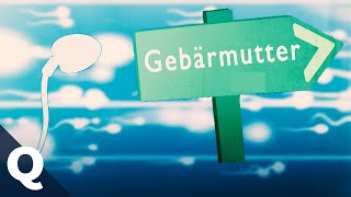 Befruchtung So gelangt Sperma zur Eizelle  Quarks [upl. by Acirat608]