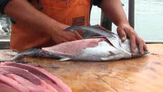 How to Fillet an Oregon Albacore Tuna [upl. by Dunton]