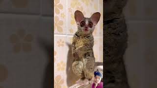 🐀Bathroom mein🐿🐀 kya aaega🐀 commen🐿t Karke batao🐿 [upl. by Colleen]